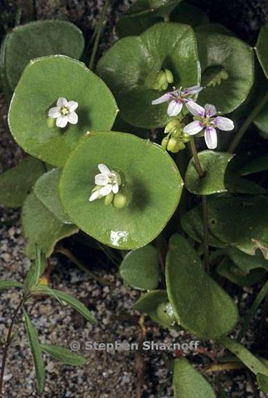 claytonia parviflora ssp grandiflora 2 graphic